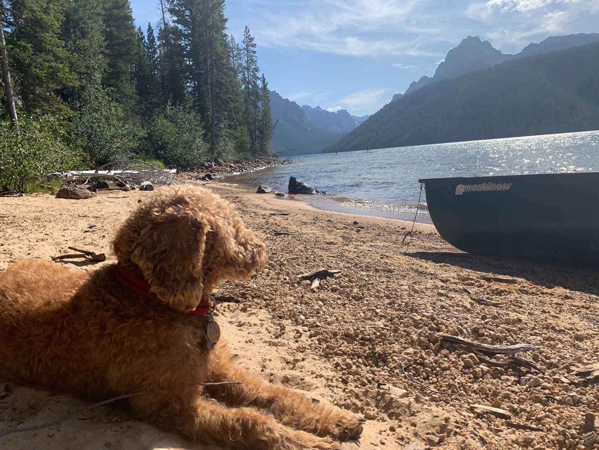 golden doodle laying on beach next to a canoe