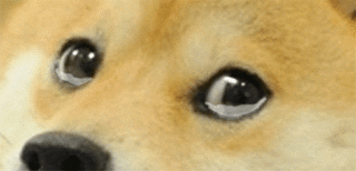 sad dog eyes