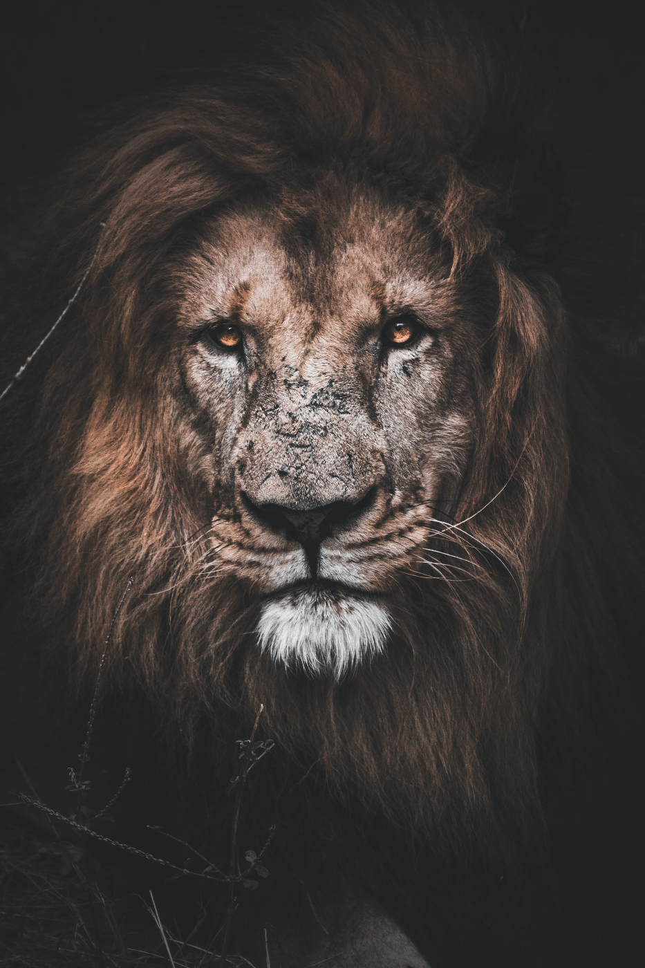 A lion
