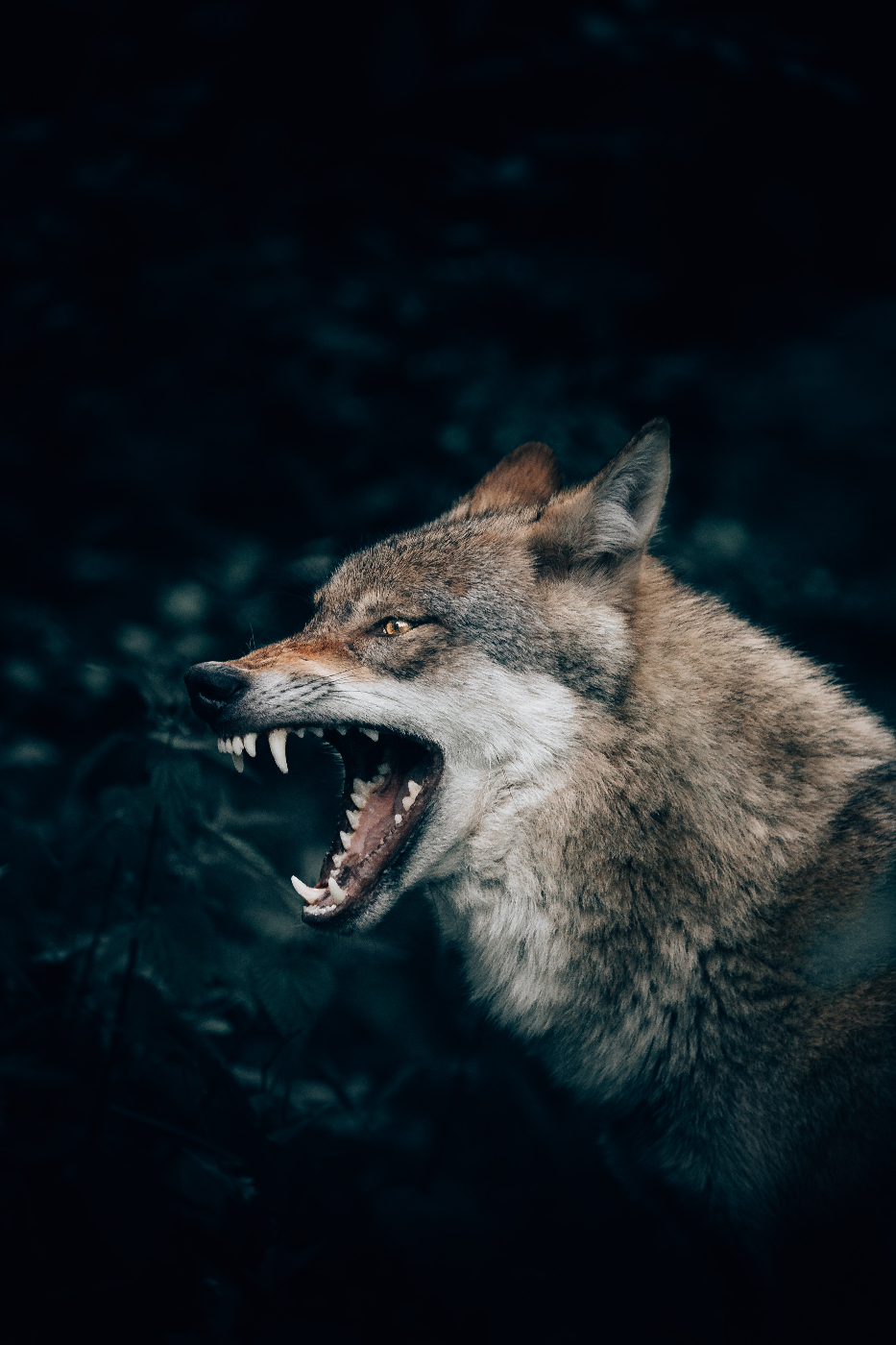 a wolf with teeth bared