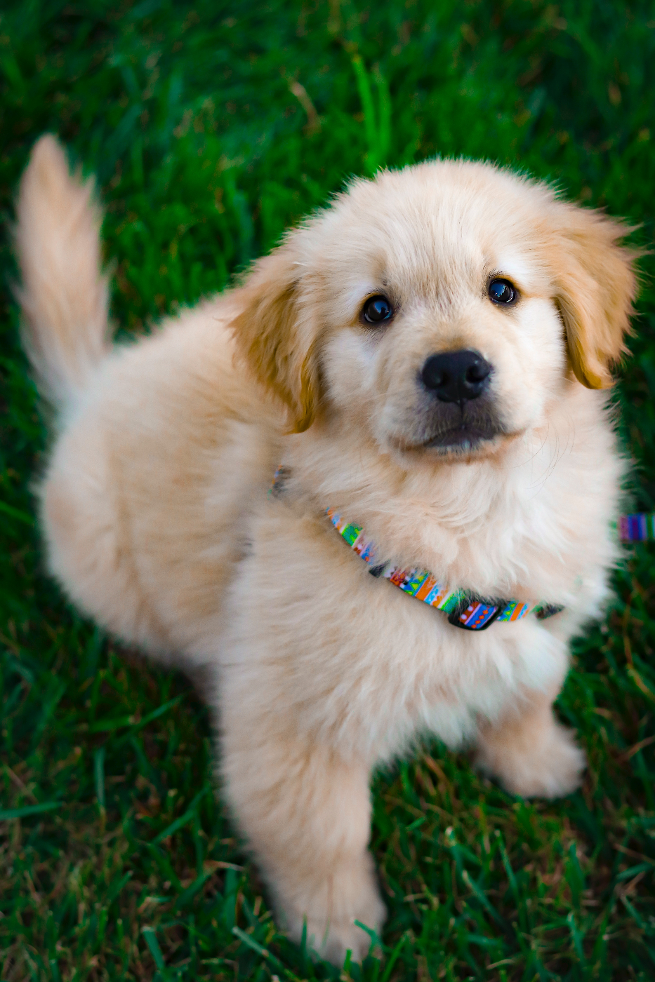 A golden retriever puppy with a colorful collar looking up at the camera