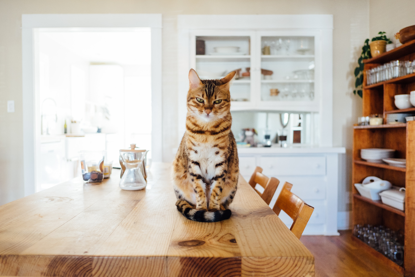 an obviously upset cat sitting in a wood table, glaring at the camera