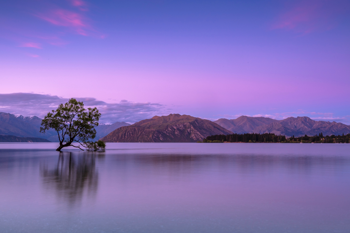 a tree growing from a lake with a sky tinged with purple and blue