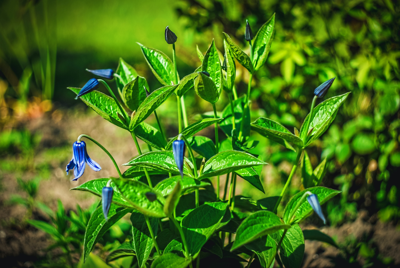 A green plant with waxy blue flowers