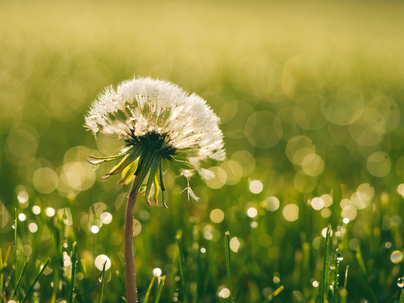 A dandelion in seed