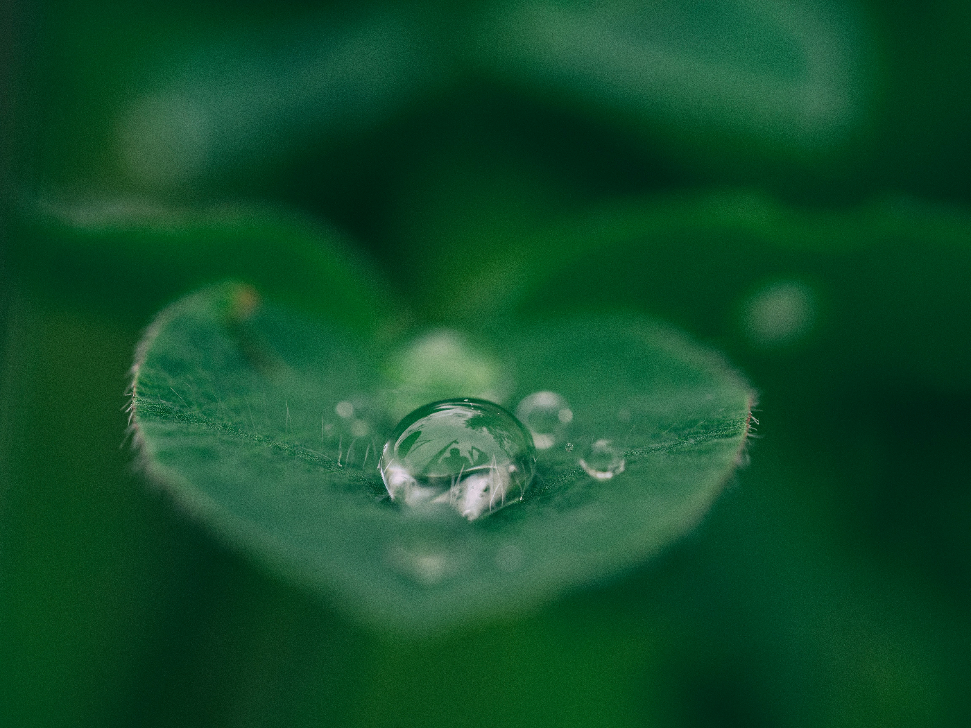 A green leaf with a water droplet on it