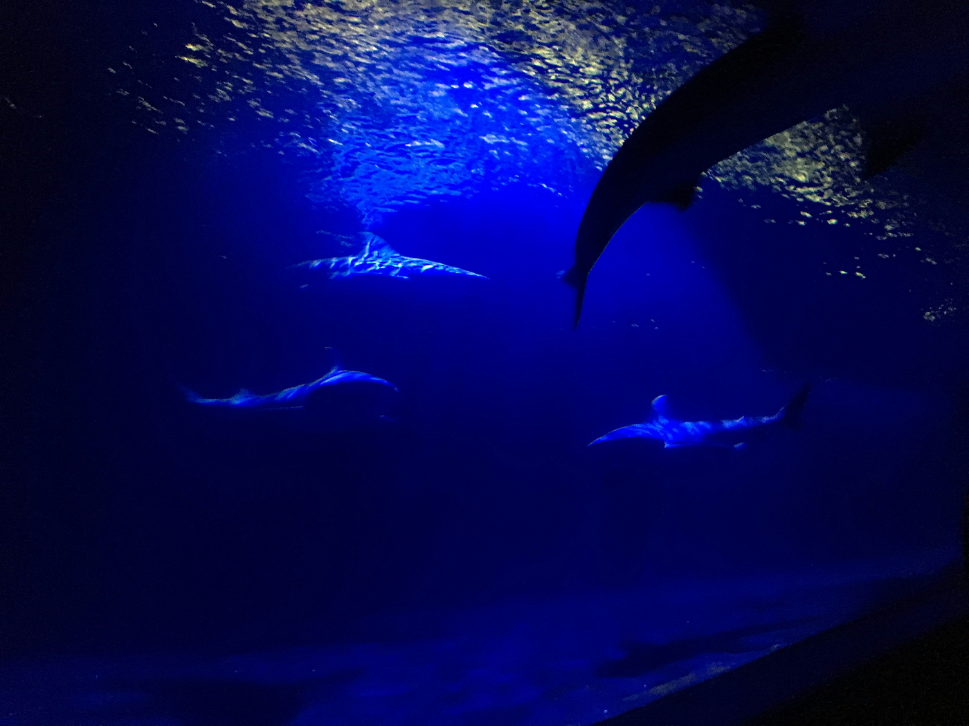 An underwater photo of sharks
