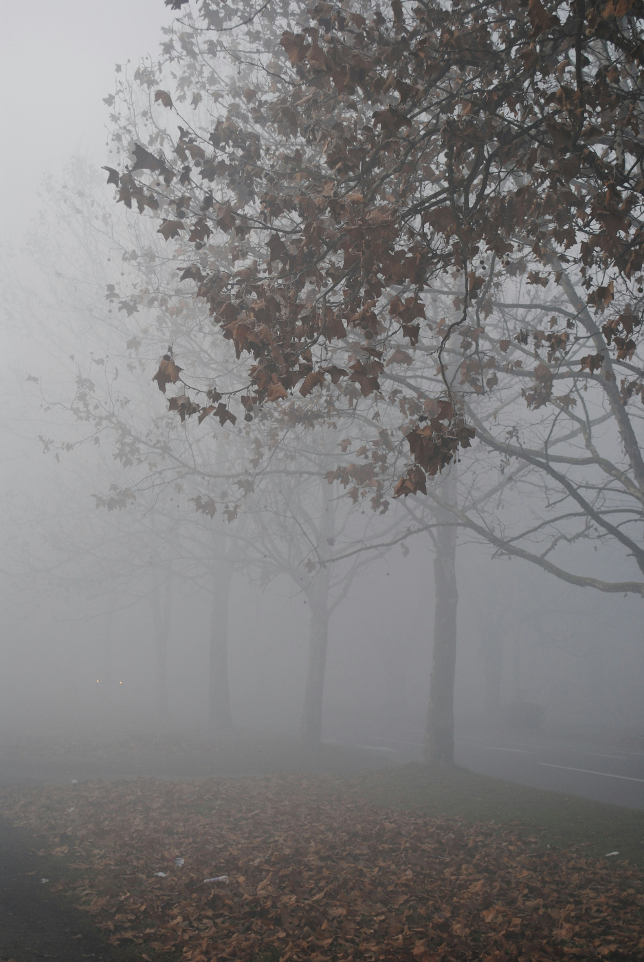 Trees in fog