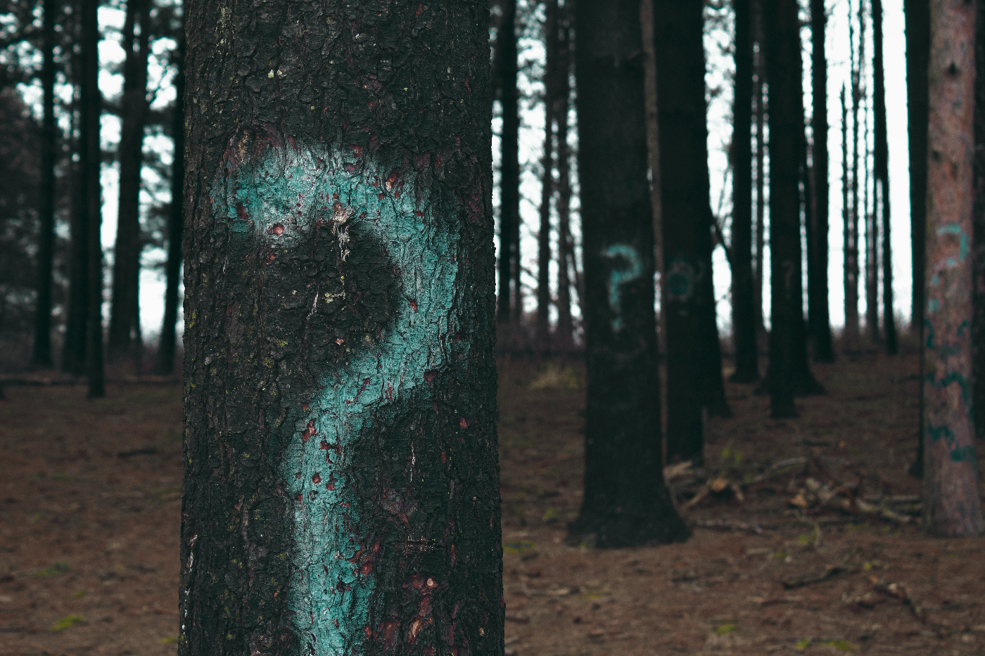 A forest with blue question marks spray painted on the trees