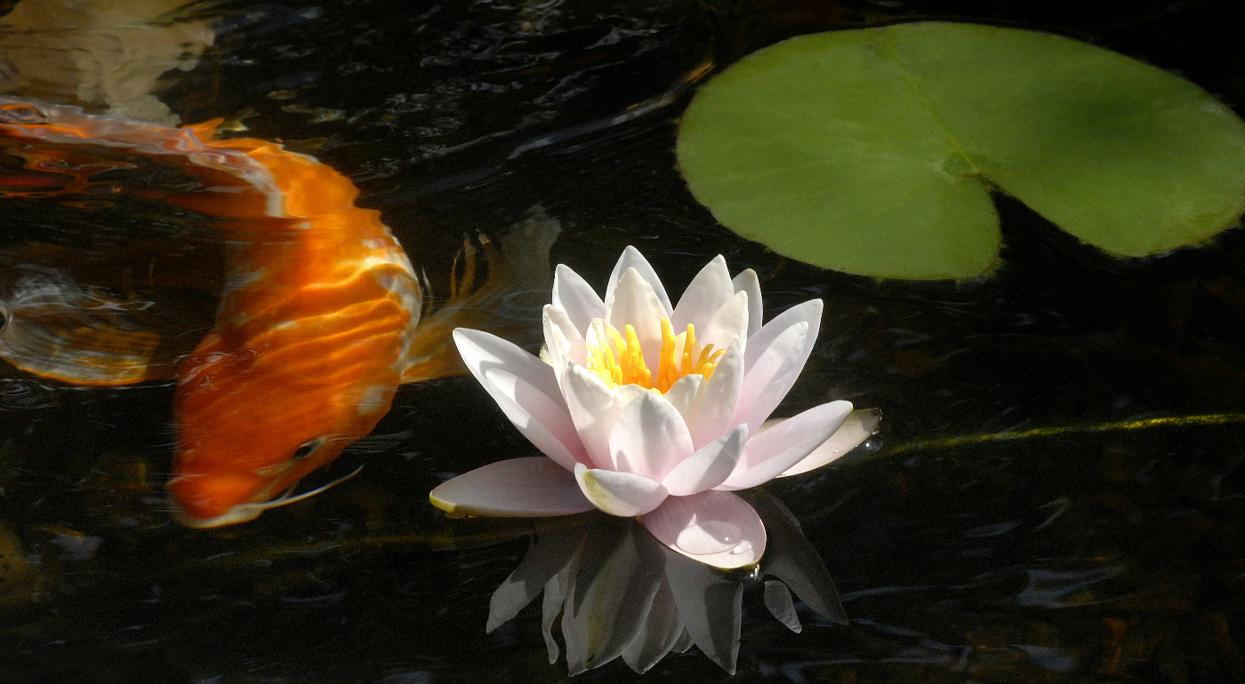 A lotus flower floating on a pond next to a copy fish