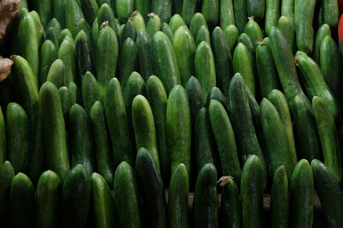 A bunch of cucumbers standing upright