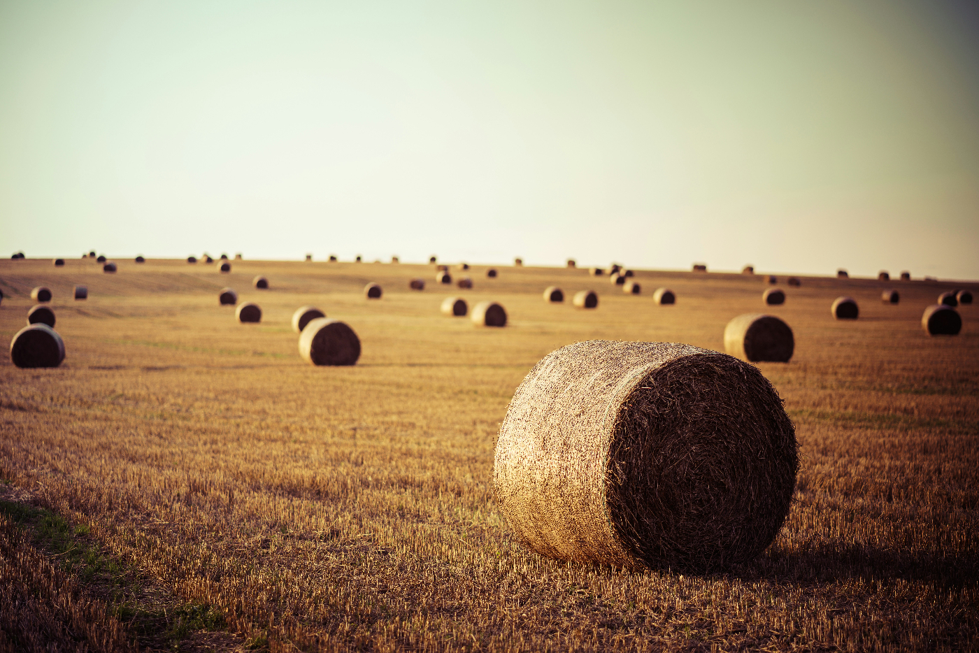 Round bales of hay in a vast field