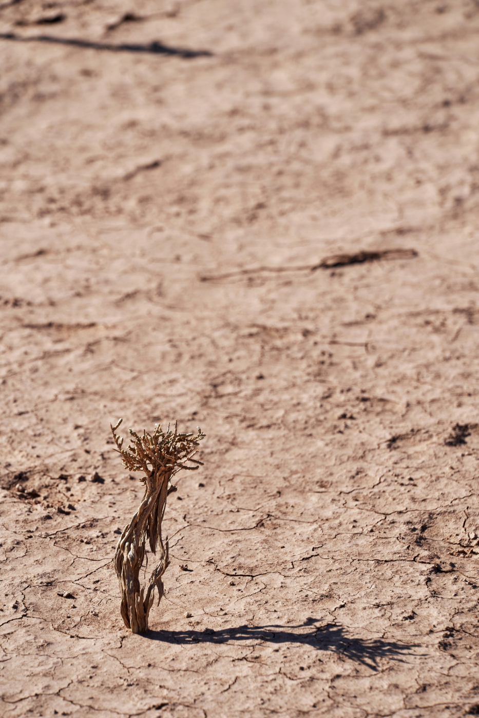 Dry cracked earth and a dried up plant