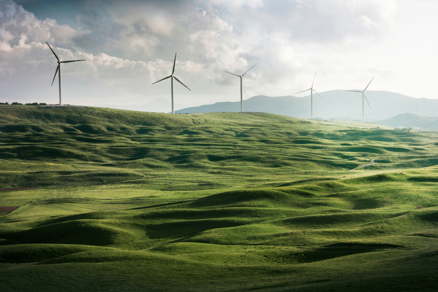 A field of wind turbines and grass