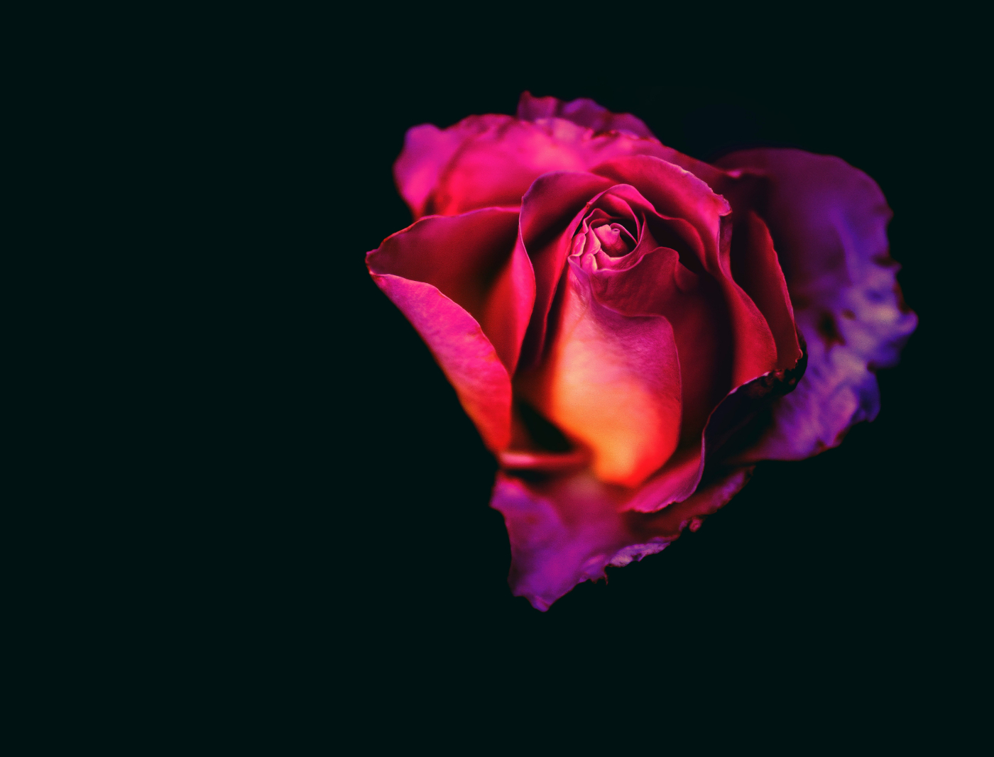 A rose bud unfolding