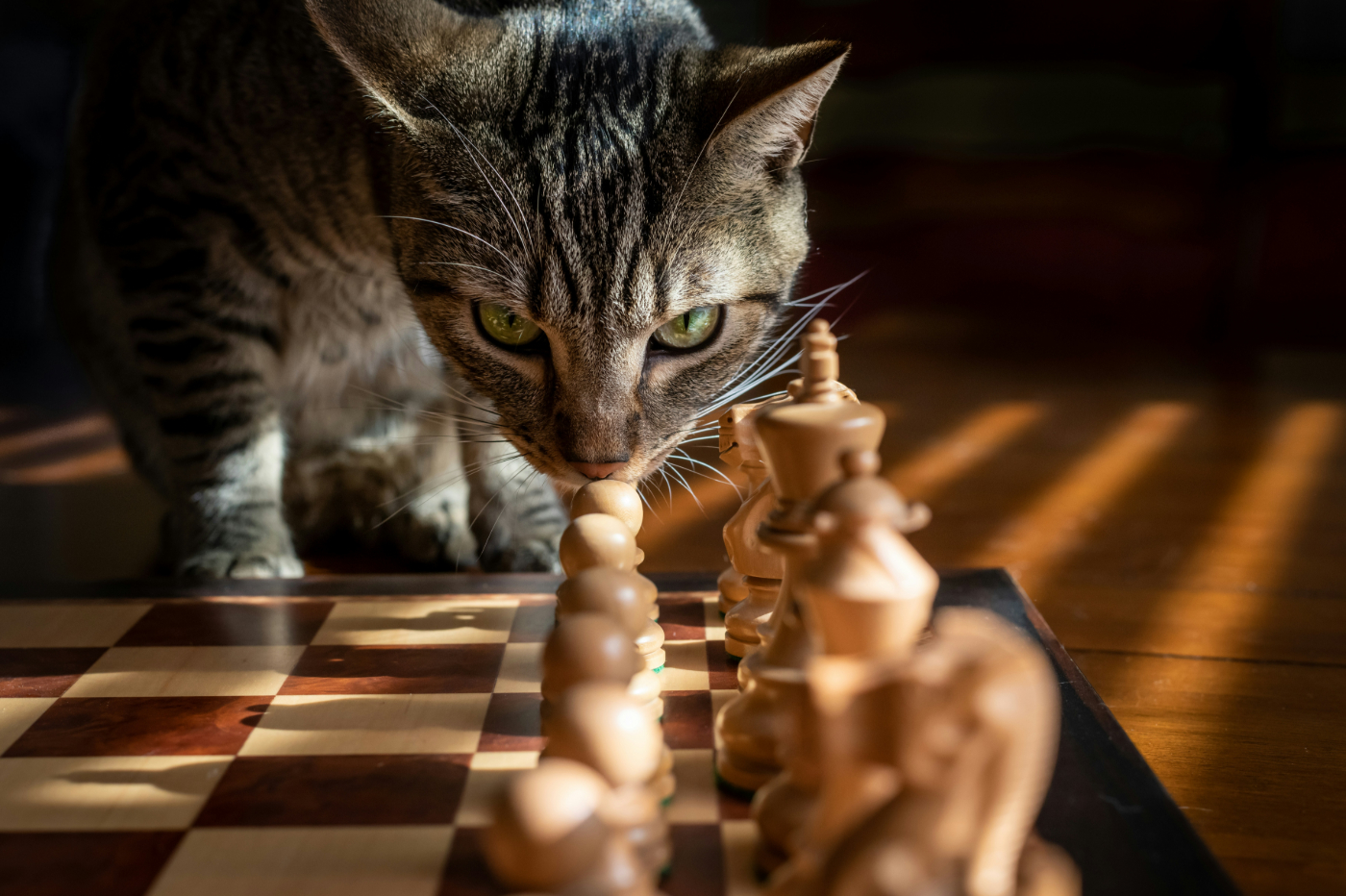 A cat looking over the pieces on a chessboard