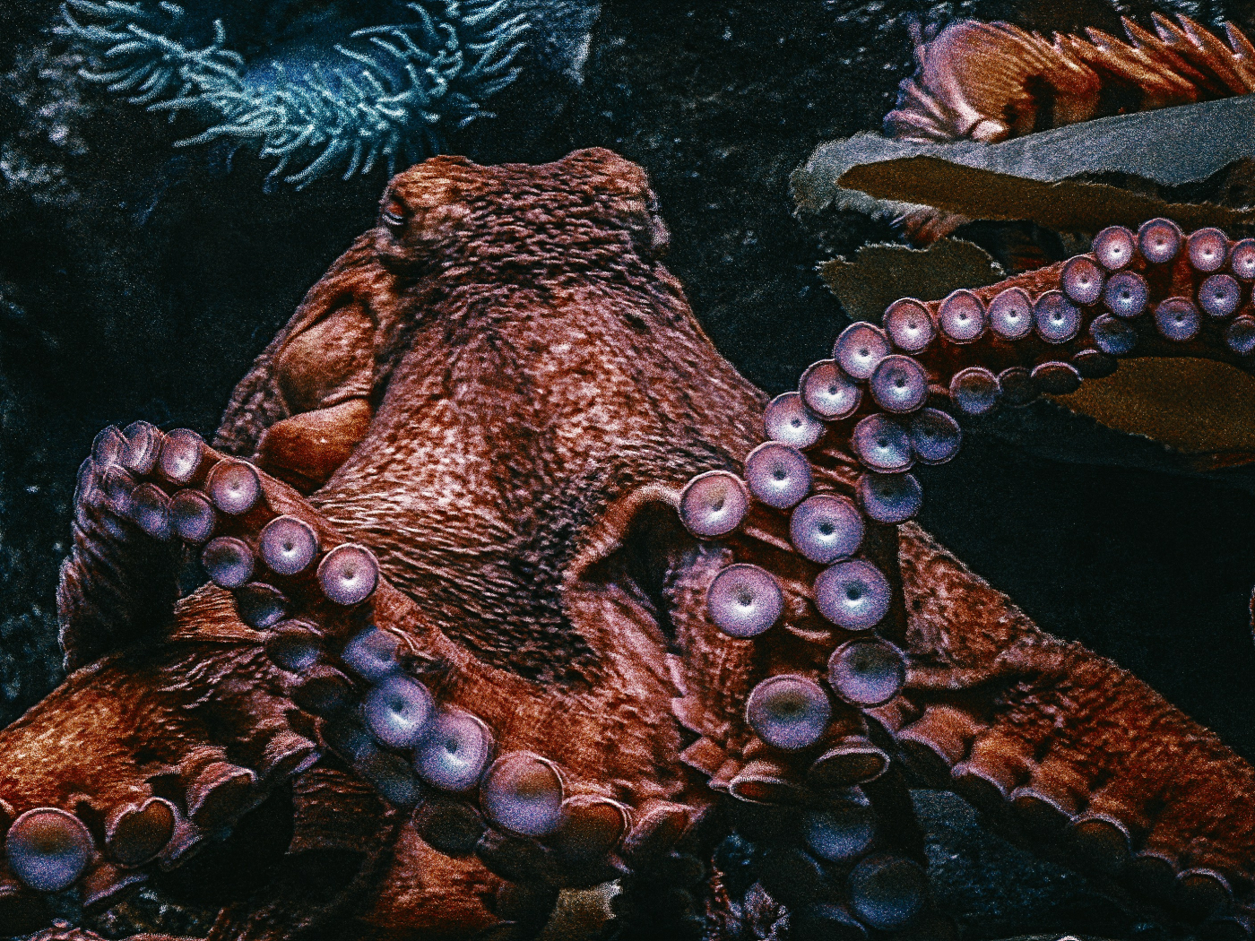 An octopus
