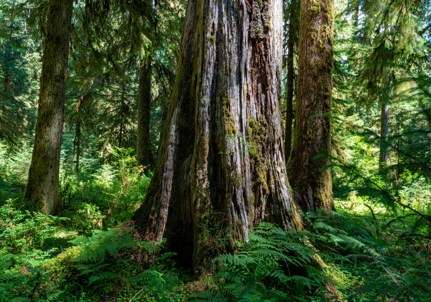 an old tree in an ancient forest