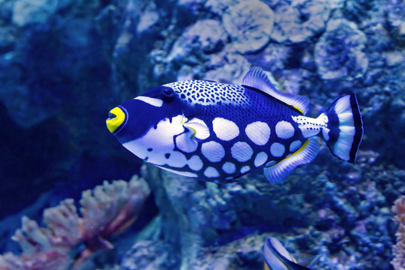 A blue and white triggerfish with a yellow mouth