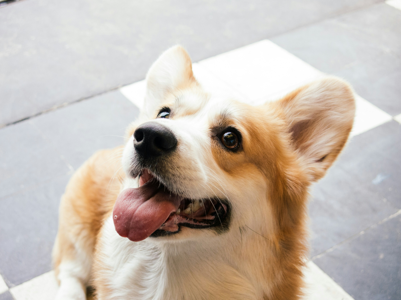 A Corgi looking up at its master