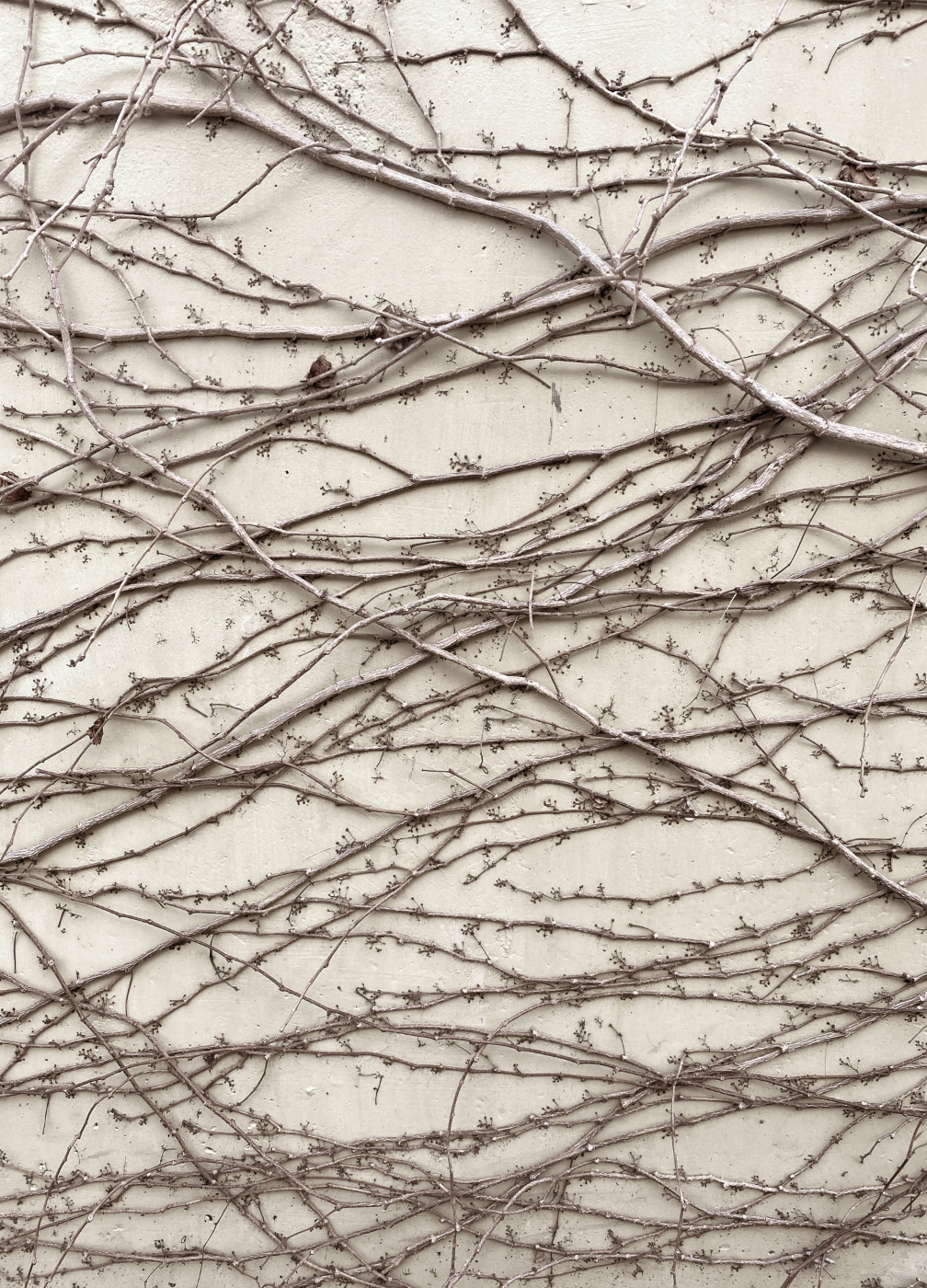 Intertwined vines clinging to a wall