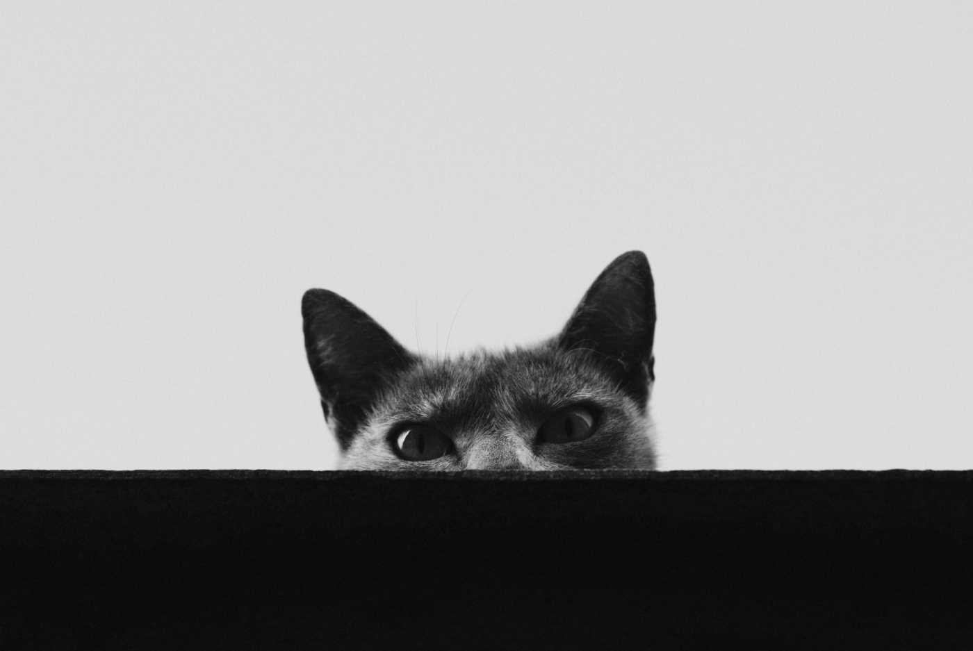 A cat peering over the top of a wall