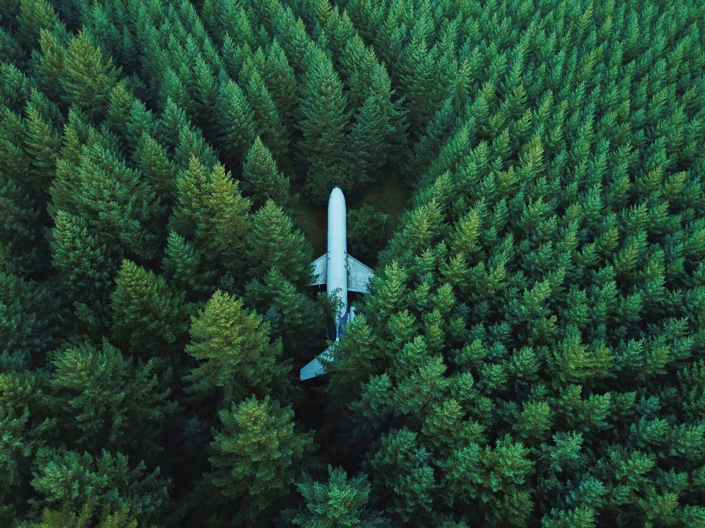 An airplane on the ground completely surrounded by trees
