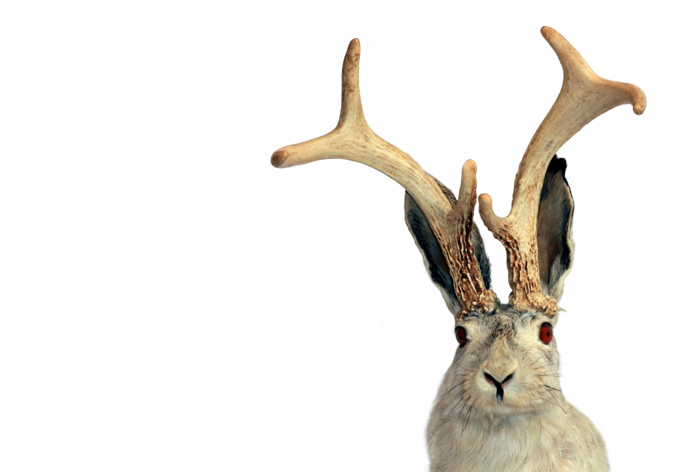 A jack rabbit with antlers