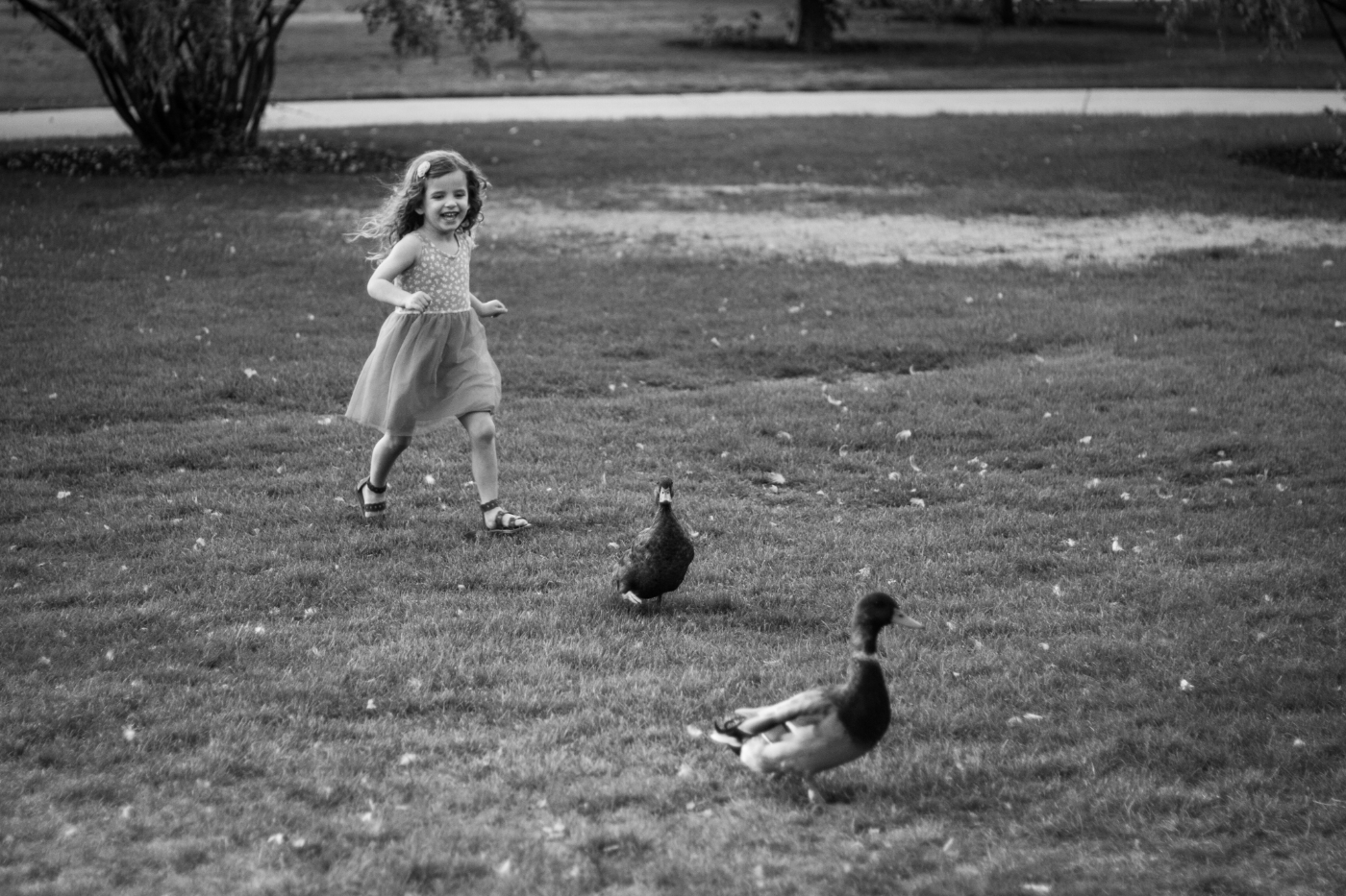 Gray scale image of a little girl in a dress chasing two ducks