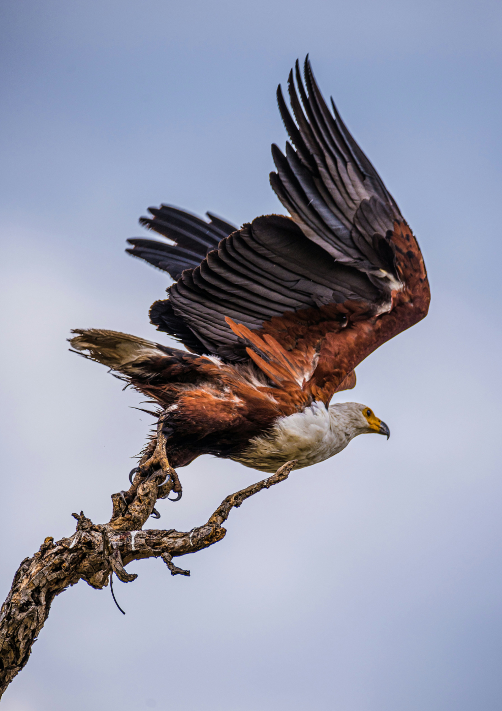Golden eagle on a tree branch