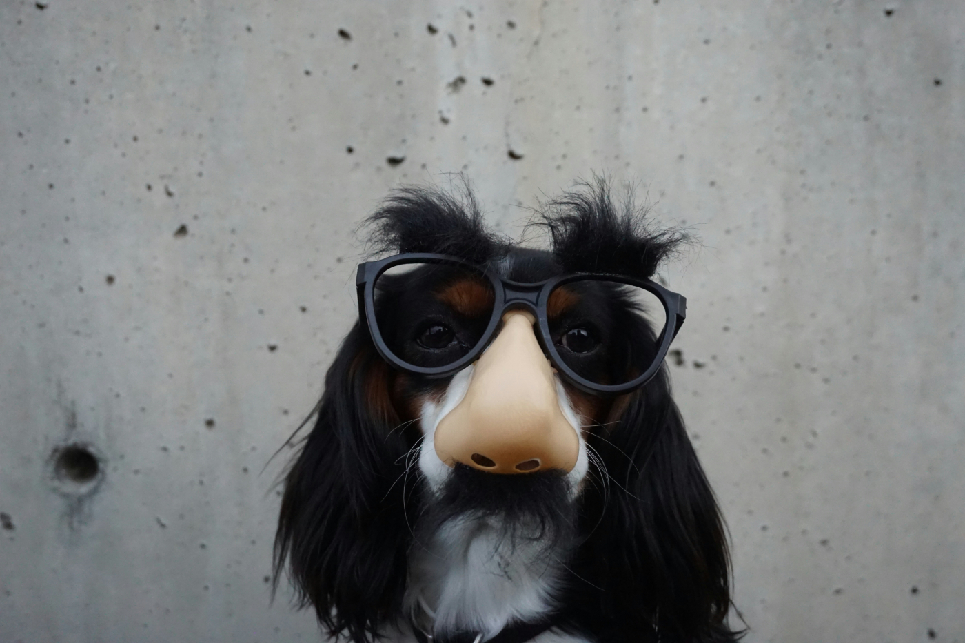 A cocker spaniel wearing Groucho nose and glasses
