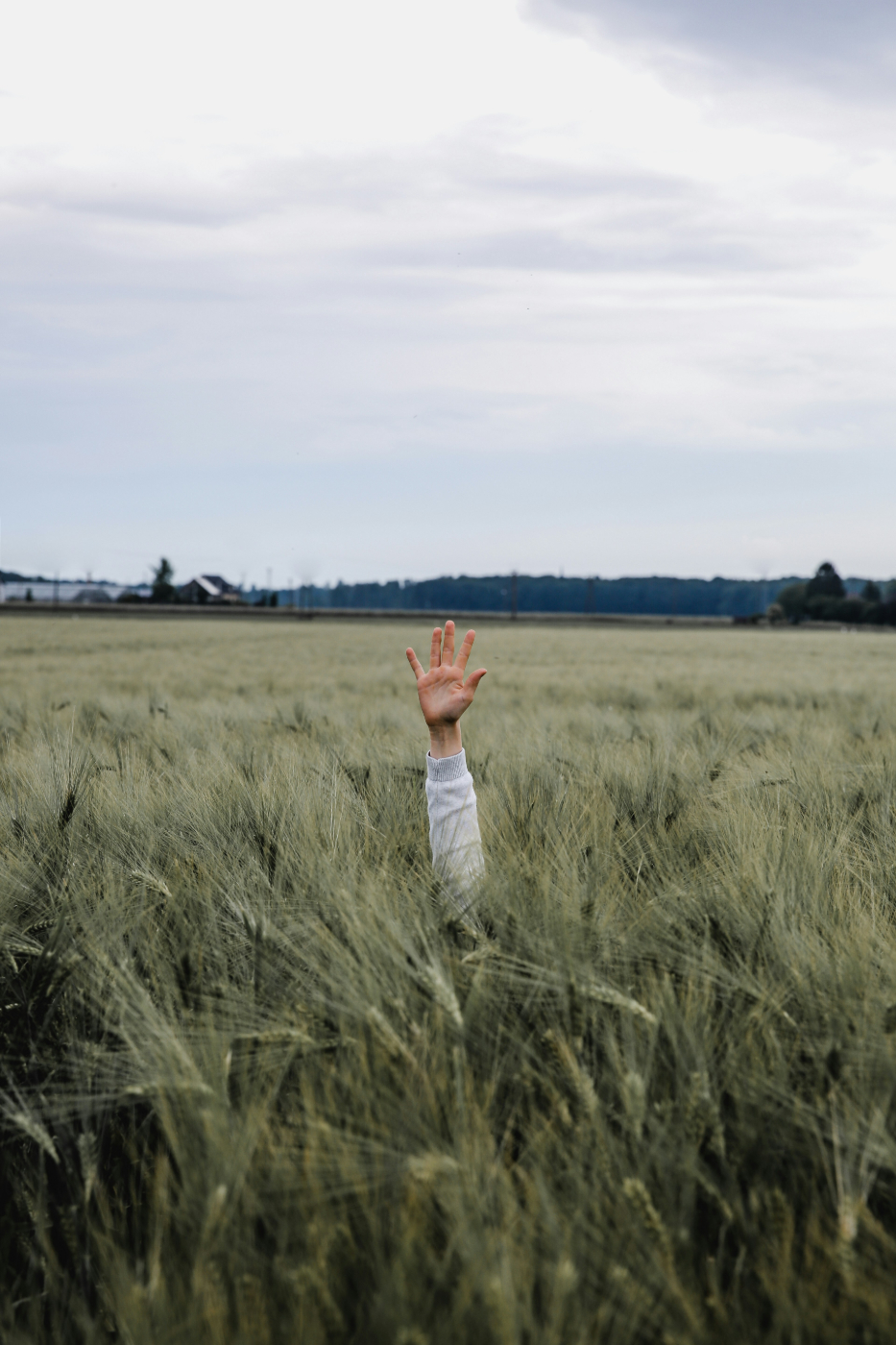 A persons hand sticking up out of a wheat field