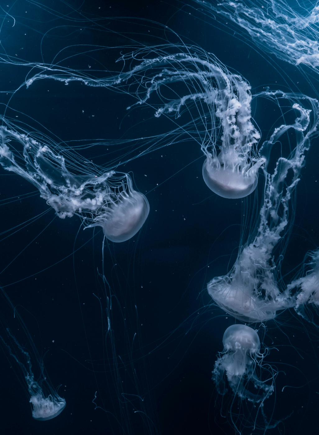 Jellyfish under the surface of the ocean