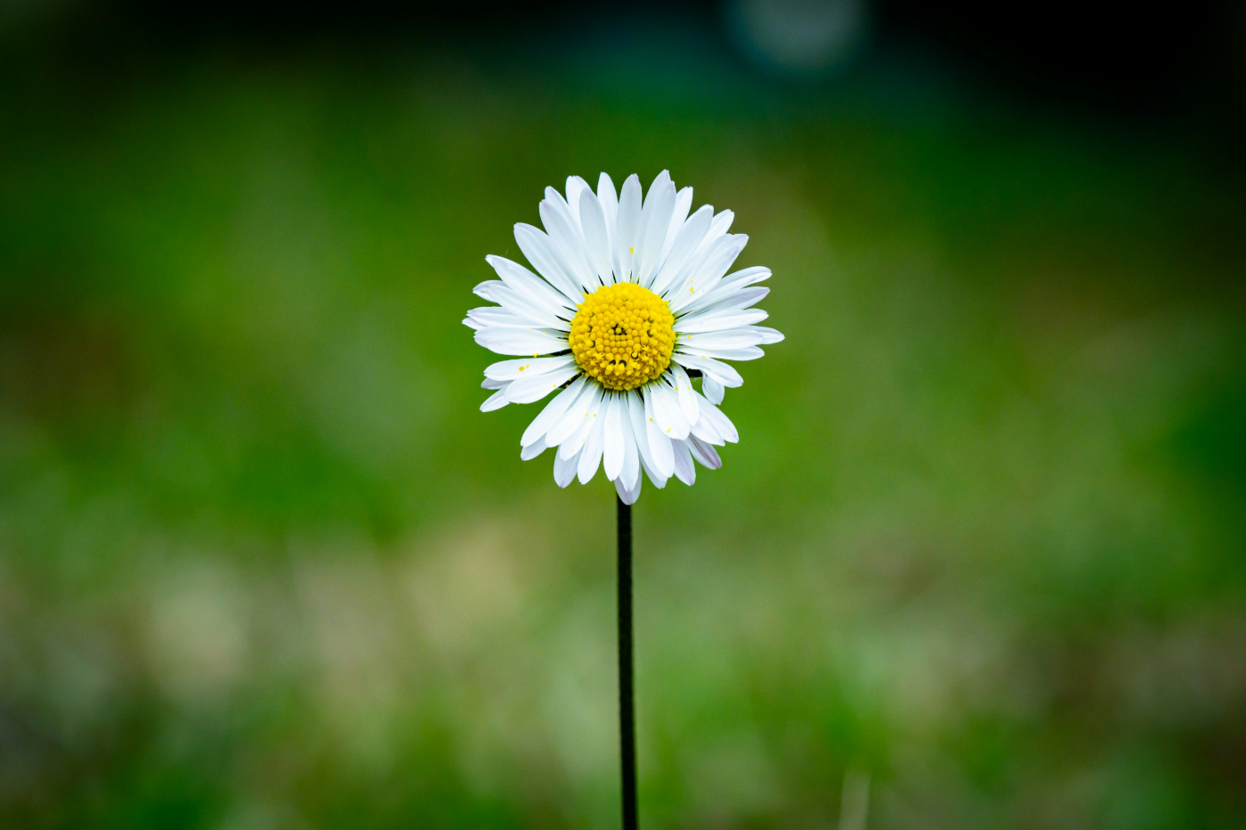 A single daisy