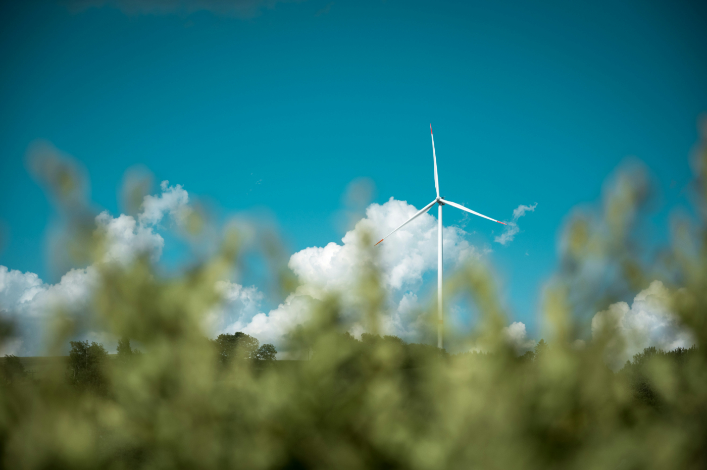A low angle shot between shrubs of a wind turbine