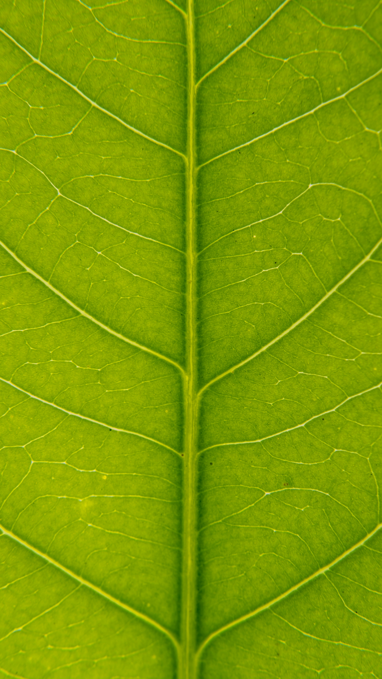 Close up o the veins of a leaf