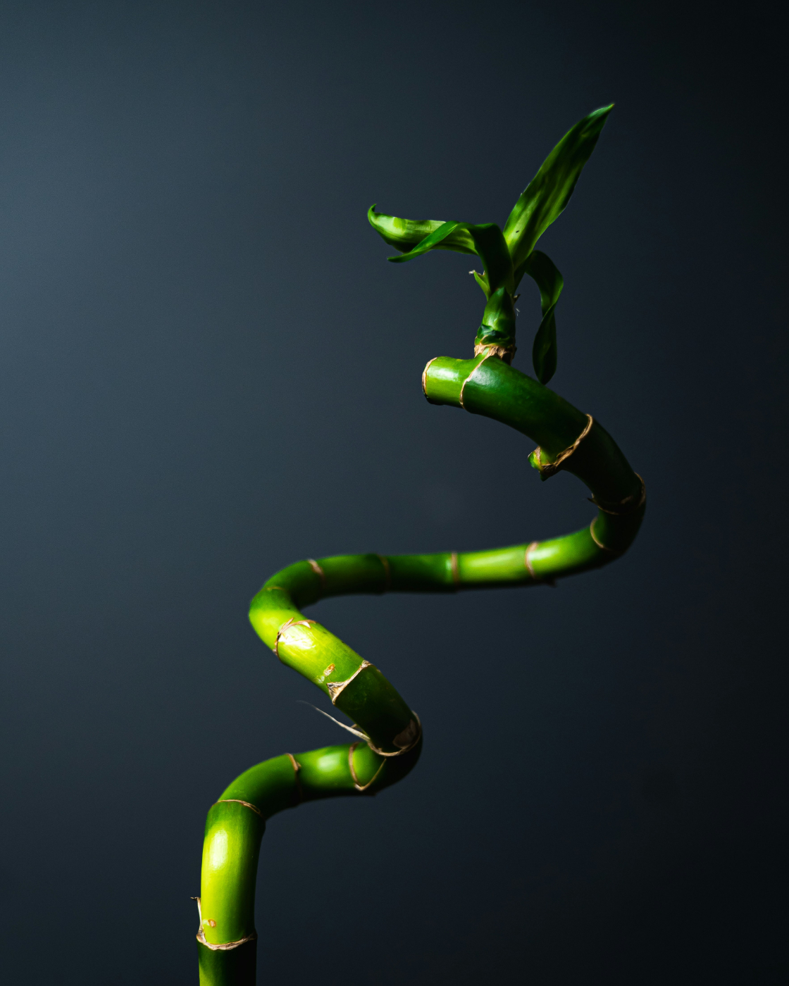  A stalk of bamboo growing in gentle circles