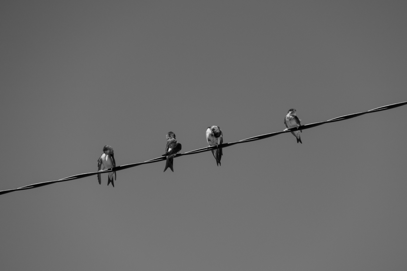 Peregrine falcons sitting on a power line