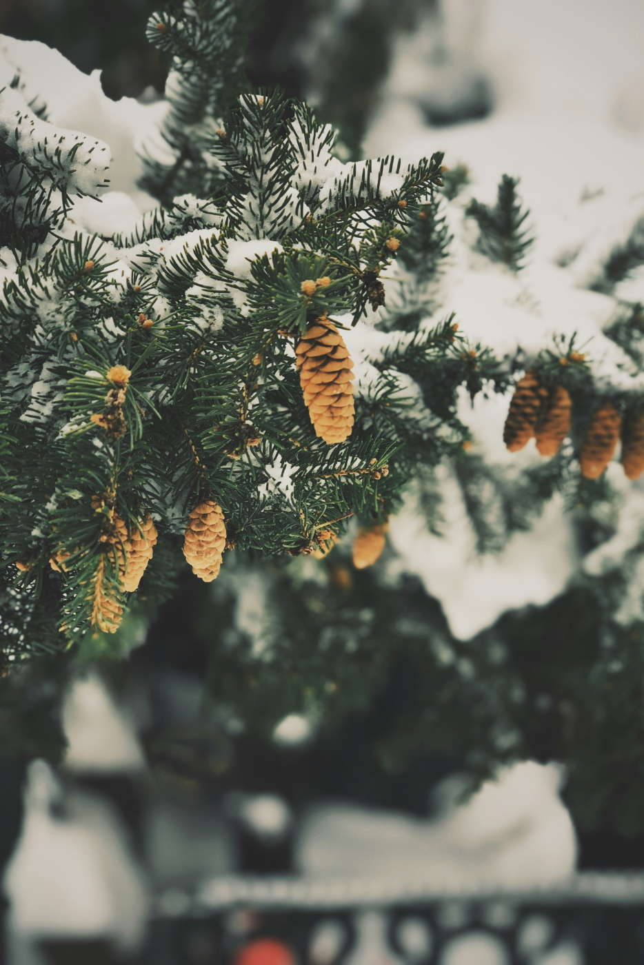 Pine cones, hanging on a snow covered branch
