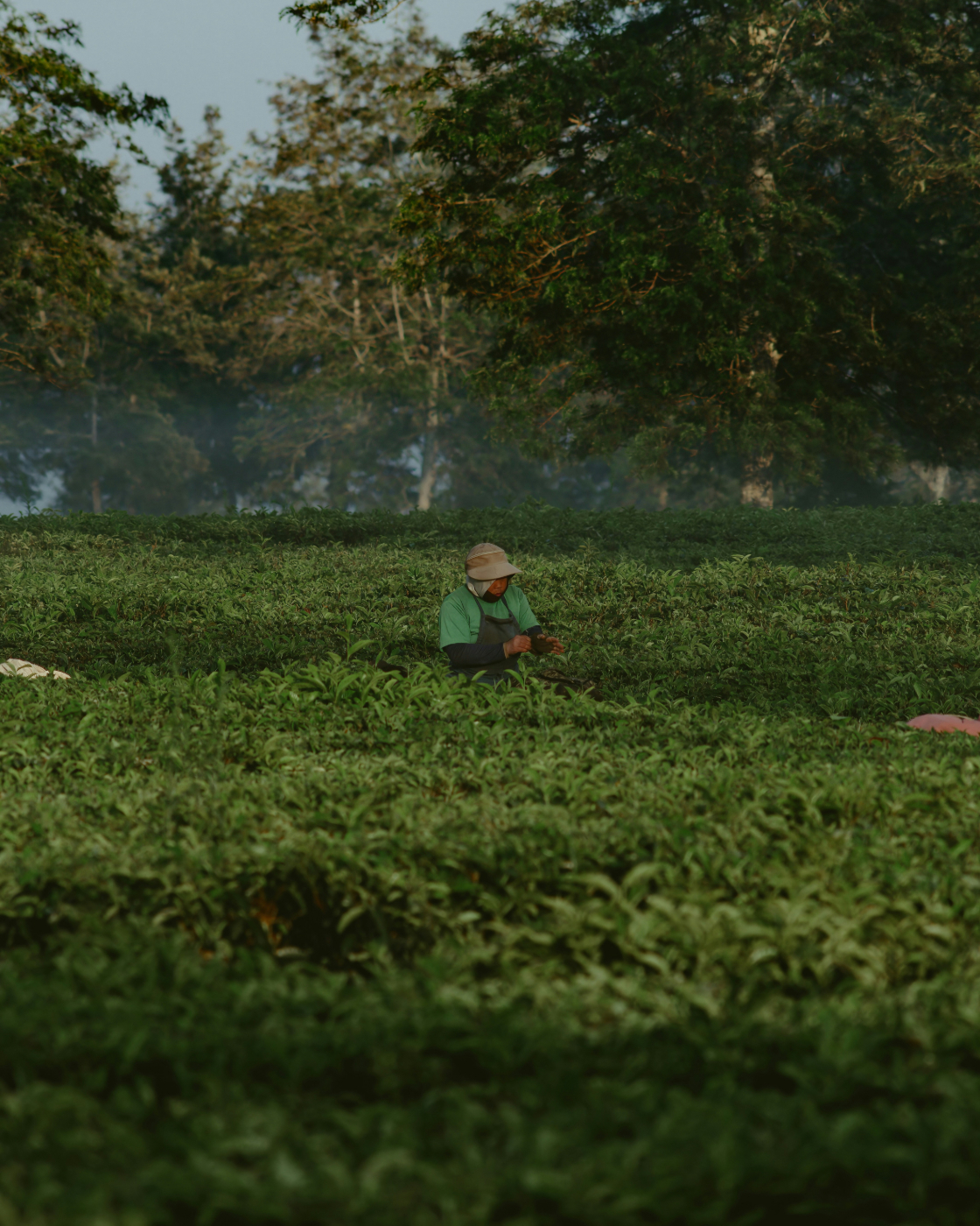 A man working in a tea field