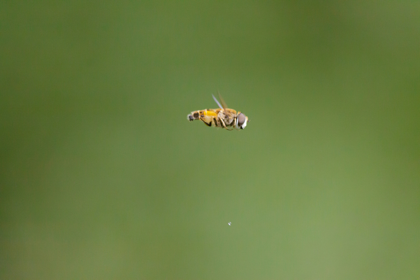 A bee in flight against a green background