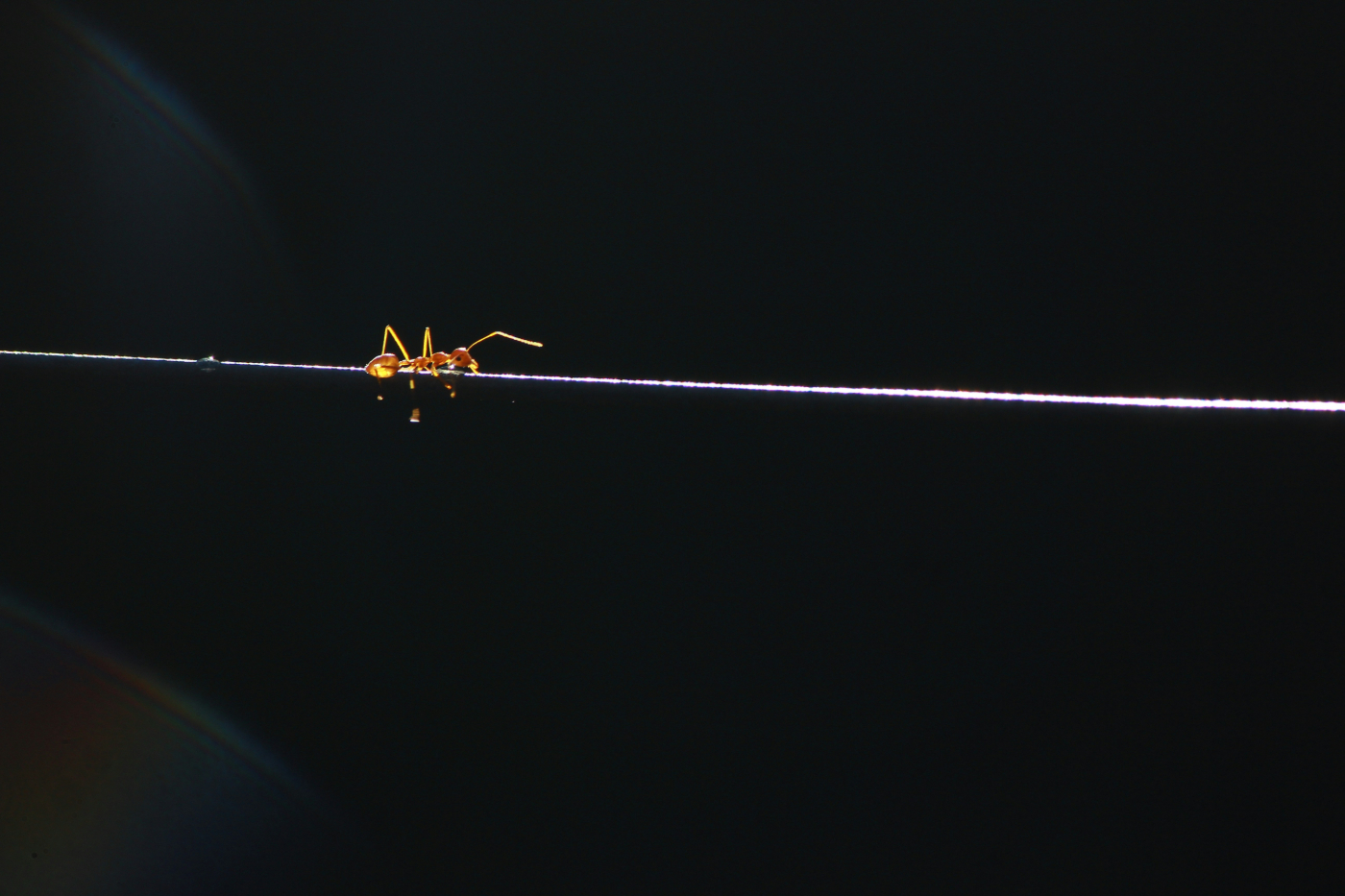 A single red ant on a power line