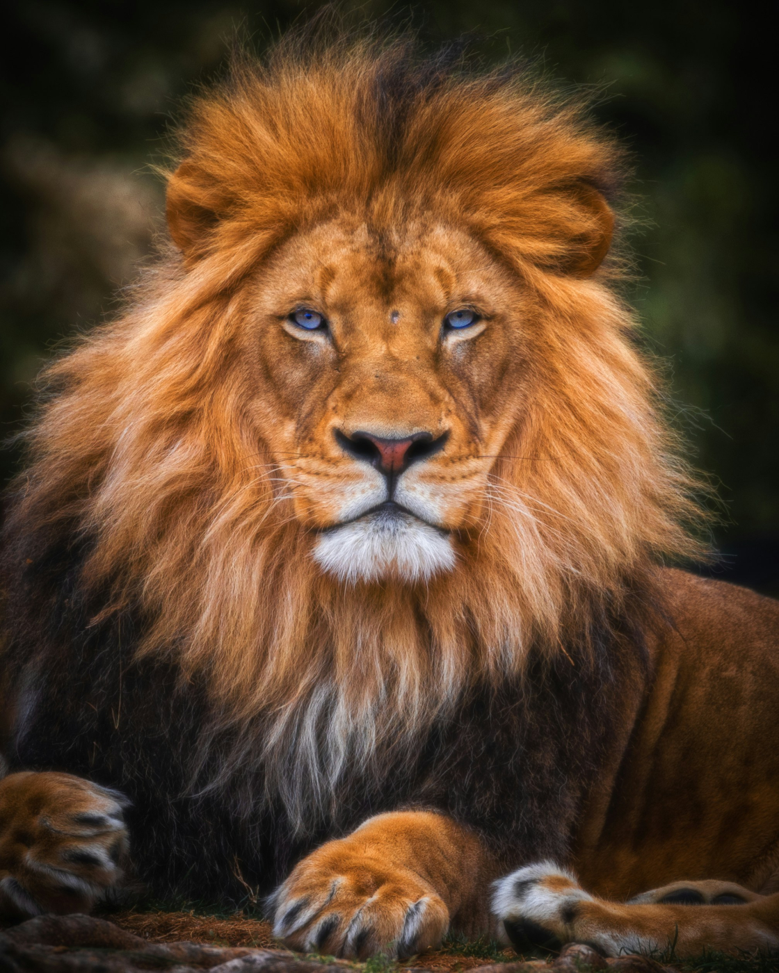 A male lion