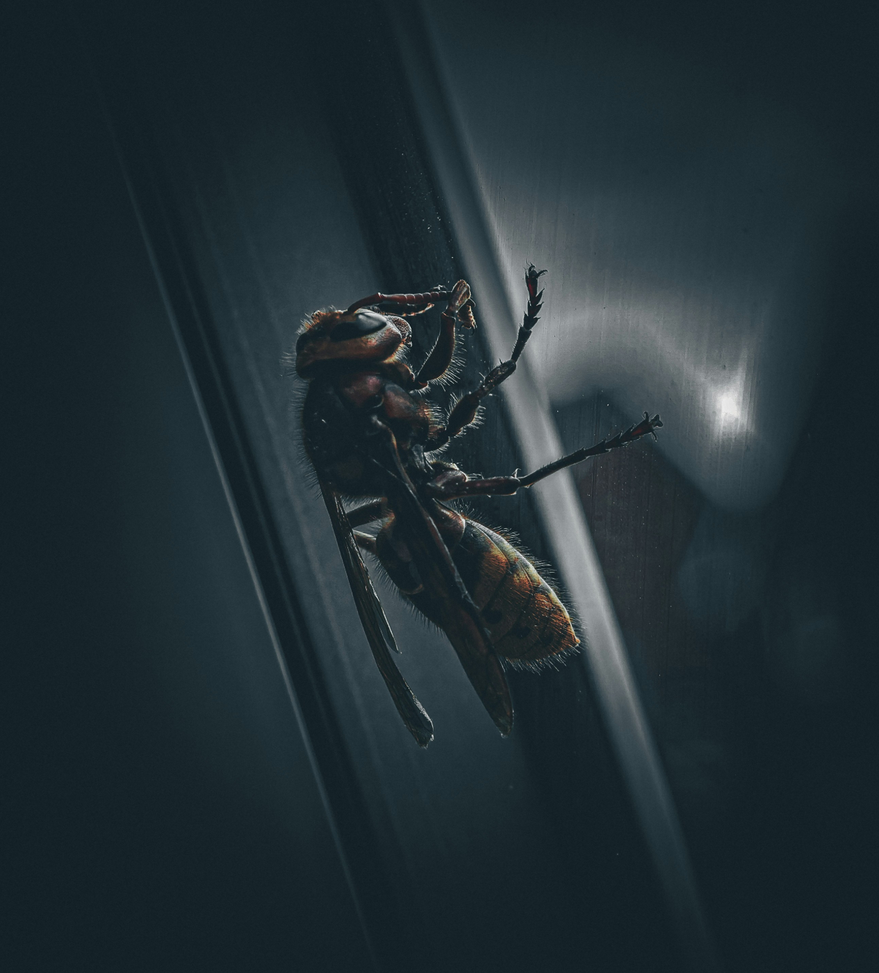 A close up of a wasp on a window in a dark room