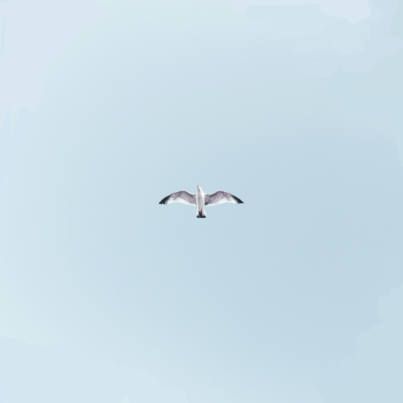A seagull against a powder blue sky