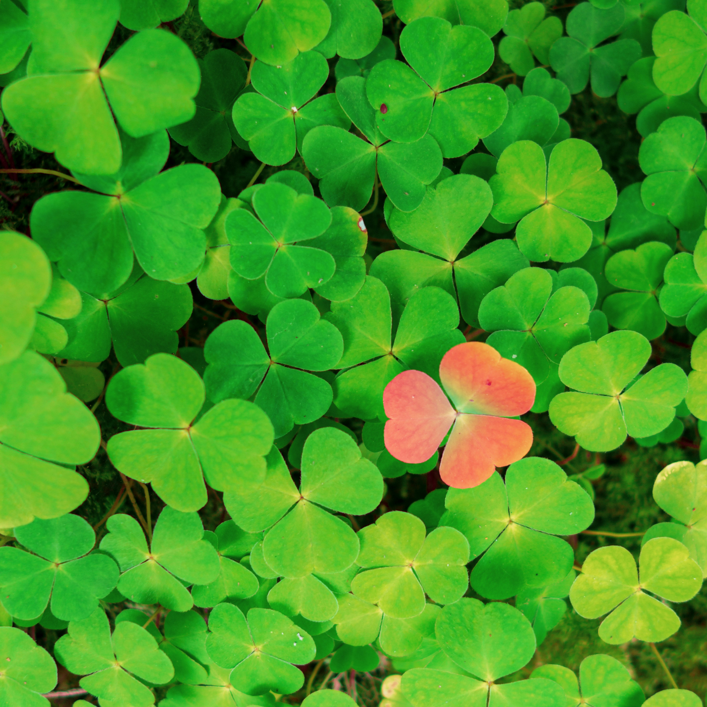 A patch of green clover with one red in the midst