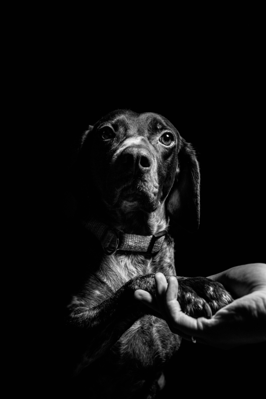 Gray scale pic of a dog shaking hands with a person