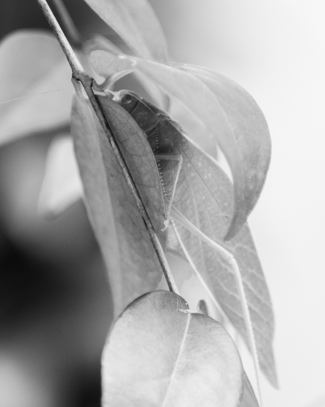 grey scale of a katydid among green leaves