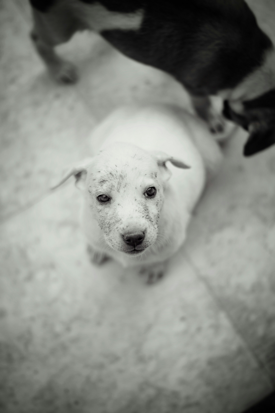 A white dog with black speckles looking up at its master
