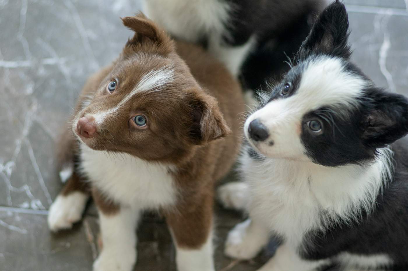 Two border collie puppies one brown and white, one black and white staring at something